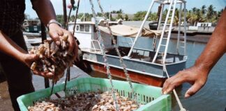 Venezuela es el décimo país exportador de camarón