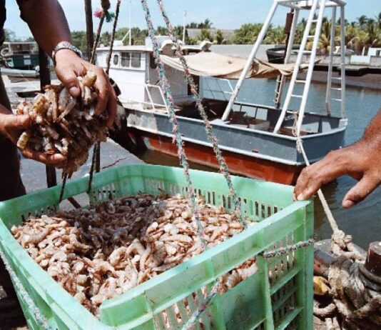 Venezuela es el décimo país exportador de camarón