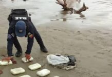 Localizan diez panelas de marihuana en el municipio Silva