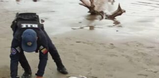 Localizan diez panelas de marihuana en el municipio Silva