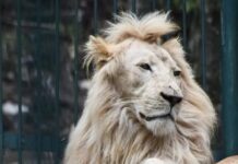 Murió el vigilante que fue mordido por leones en Mérida