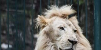 Murió el vigilante que fue mordido por leones en Mérida