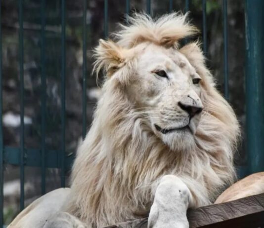 Murió el vigilante que fue mordido por leones en Mérida
