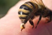 Hombre sufrió picaduras de abejas en su vivienda en el sector Universitario