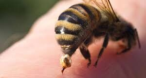 Hombre sufrió picaduras de abejas en su vivienda en el sector Universitario