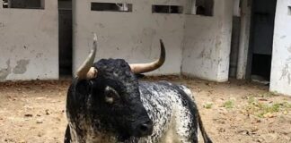 Lo corneó un toro en Tocópero