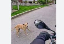Lo sorprendió un perro y lo tumbó de la moto