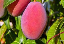 Muere adulto mayor tras caer de una mata de mangos