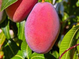 Muere adulto mayor tras caer de una mata de mangos