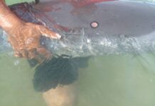 Delfin herido sale a la orilla de la playa en Mata Gorda
