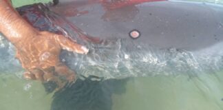 Delfin herido sale a la orilla de la playa en Mata Gorda