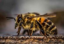 Septuagenario es asesinado por abejas africanas