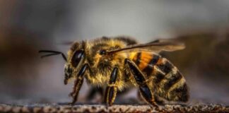 Septuagenario es asesinado por abejas africanas