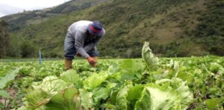 Lluvias en los Andes afectan más de 150 hectáreas