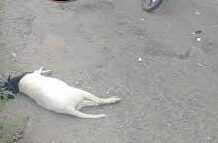 Motorizado arrolló un ovejo y se cayó de la moto