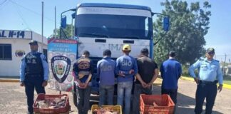 Aprehenden a cinco personas por hurto en Dabajuro