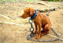 Esto le sucederá a quien maltrate un animal