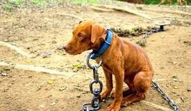 Esto le sucederá a quien maltrate un animal