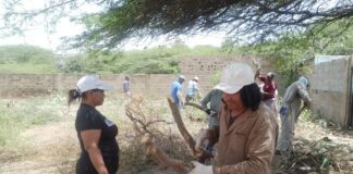 Alcaldía del municipio Falcón acondiciona espacios para la festividad de Baraived