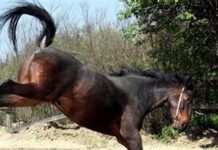 Niña de 11 años recibió patada de un caballo y murió Niña de 11 años recibió patada de un caballo y murió
