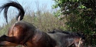 Niña de 11 años recibió patada de un caballo y murió Niña de 11 años recibió patada de un caballo y murió