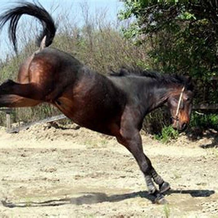 Niña de 11 años recibió patada de un caballo y murió