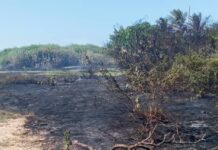 Protección Civil atendió incendio forestal en Adícora