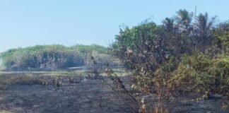 Protección Civil atendió incendio forestal en Adícora