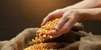 Falcón | Proponen crear el Banco de Semilla Municipal Falcón | Proponen crear el Banco de Semilla Municipal