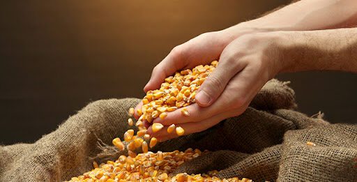 Falcón | Proponen crear el Banco de Semilla Municipal Falcón | Proponen crear el Banco de Semilla Municipal