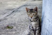 MP investiga envenenamiento masivo de gatos en Barquisimeto