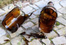 Riña | Comerciante sufrió un botellazo en la cabeza