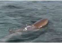 Vídeo| Tiburón bebé es avistado en Morrocoy