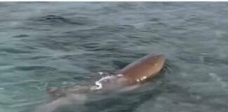 Vídeo| Tiburón bebé es avistado en Morrocoy