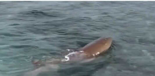 Vídeo| Tiburón bebé es avistado en Morrocoy