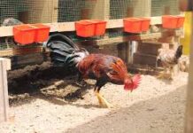 Gallo de pelea mató a su propio criador en Perú Gallo de pelea mató a su propio criador en Perú