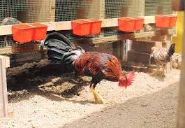 Gallo de pelea mató a su propio criador en Perú Gallo de pelea mató a su propio criador en Perú