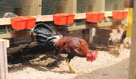 Gallo de pelea mató a su propio criador en Perú Gallo de pelea mató a su propio criador en Perú