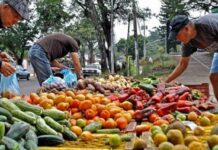 Fedeagro: Consumo de hortalizas en Venezuela cayó 60 %