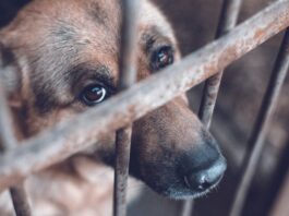 Cárcel y multas para quienes maltraten animales