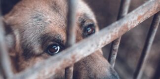 Cárcel y multas para quienes maltraten animales