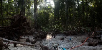 América Latina | Operativo de la Interpol contra crímenes ambientales dejó 225 arrestos América Latina | Operativo de la Interpol contra crímenes ambientales dejó 225 arrestos