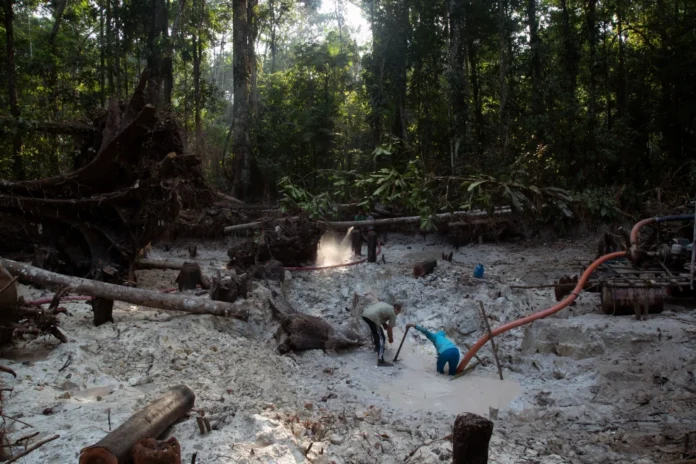 América Latina | Operativo de la Interpol contra crímenes ambientales dejó 225 arrestos