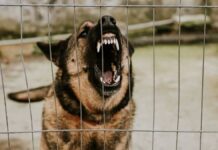 Perros atacaron a un niño y murió mientras su cuidadora dormía Perros atacaron a un niño y murió mientras su cuidadora dormía