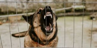 Perros atacaron a un niño y murió mientras su cuidadora dormía Perros atacaron a un niño y murió mientras su cuidadora dormía