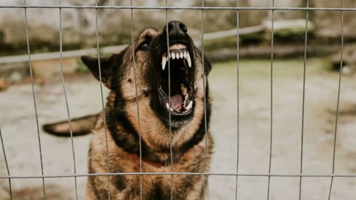 Perros atacaron a un niño y murió mientras su cuidadora dormía
