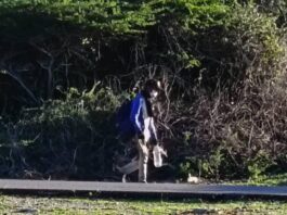 Habitantes de Azaro y Buenevara perturbados por presencia de un desconocido con extrañas actitudes