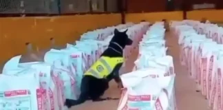 Colombia incautó 14 toneladas de cocaína Colombia incautó 14 toneladas de cocaína