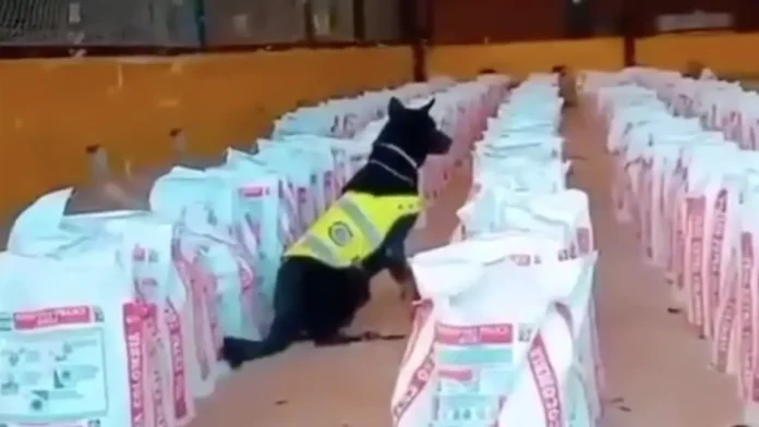 Colombia incautó 14 toneladas de cocaína