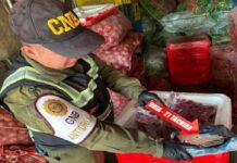 Táchira | Incautan 25 envoltorios de presunta droga Táchira | Incautan 25 envoltorios de presunta cocaína